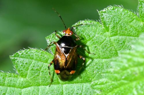 Réf. 206 203 : Deraeocoris flavilinea